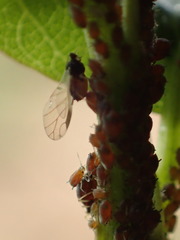 Aphis ceanothi