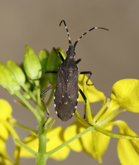 Dicranocephalus setulosus