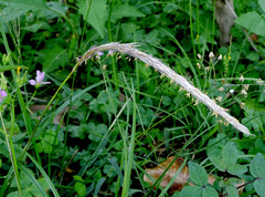 Imperata