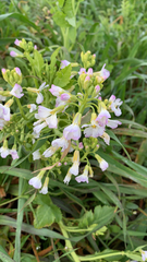 Cardamine pratensis