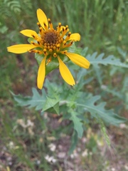 Tetragonotheca texana