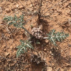 Vesper purpurascens