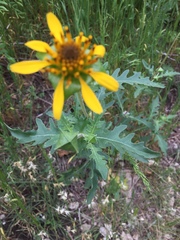 Tetragonotheca texana