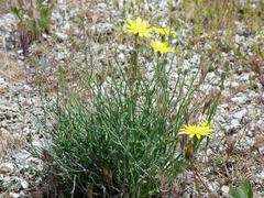 Launaea pumila