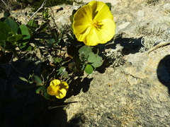 Dendromecon harfordii