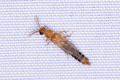 Distremocephalus texanus
