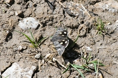 Litocala sexsignata