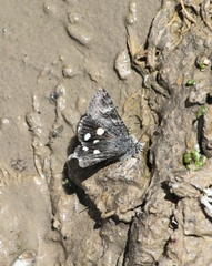 Litocala sexsignata