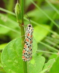 Utetheisa lotrix