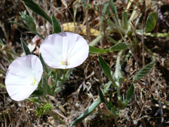 Convolvulus lineatus