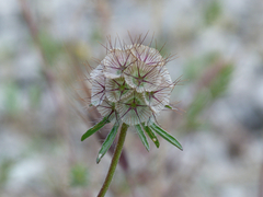 Lomelosia stellata