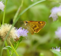 Taractrocera archias