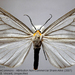 Xenosoma flavisedes - Photo (c) Andreas Manz, algunos derechos reservados (CC BY-NC), subido por Andreas Manz