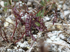 Hippocrepis ciliata