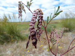 Hippocrepis ciliata