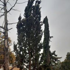 Cupressus sempervirens