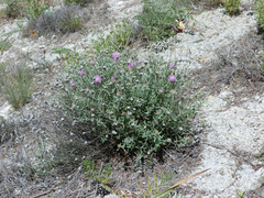 Centaurea hyssopifolia
