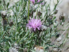 Centaurea hyssopifolia