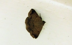 Ericeia congressa