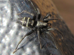 Sernokorba pallidipatellis