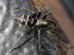 Sernokorba pallidipatellis