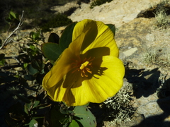 Dendromecon harfordii