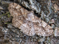 Satoblephara parvularia