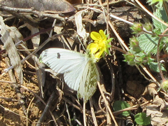 Anthocharis scolymus