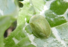 Cassida deflorata