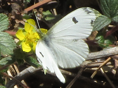 Anthocharis scolymus