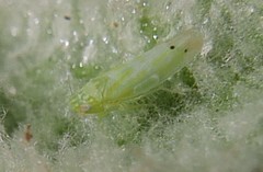 Micantulina stigmatipennis