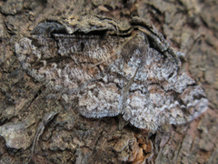 Satoblephara parvularia