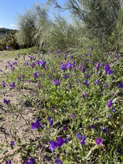 Echium sabulicola