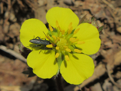 Potentilla fragarioides