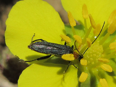 Oedemerinae