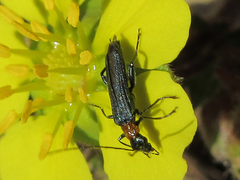 Oedemerinae