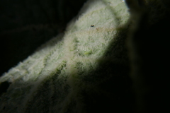 Micantulina stigmatipennis