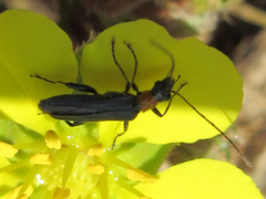 Oedemerinae