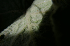 Micantulina stigmatipennis