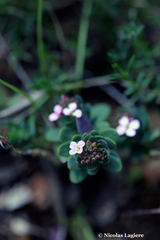 Aethionema saxatile creticum