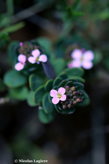 Aethionema saxatile creticum