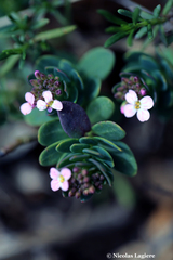 Aethionema saxatile creticum