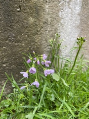 Cardamine pratensis