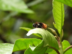 Xylocopa bomboides