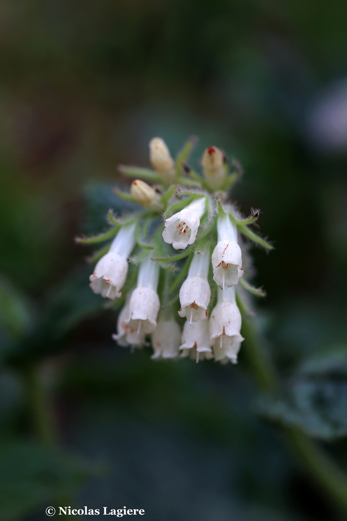 Symphytum davisii