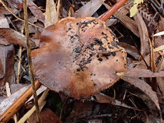 Tricholoma eucalypticum