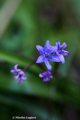 Scilla nivalis
