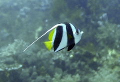 Heniochus diphreutes