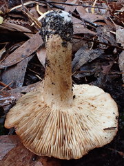 Tricholoma eucalypticum