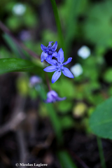 Scilla nivalis